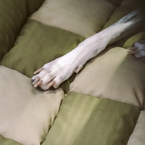 Rear Car Seat for Dog – Easy Installation and Stability 