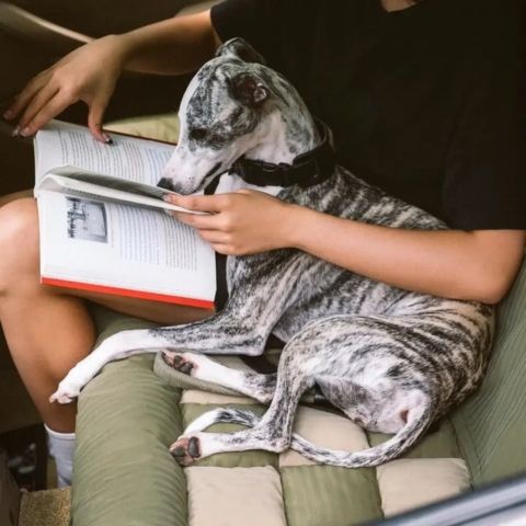 Rear Car Seat for Dog – Easy Installation and Stability 